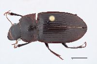 Image of Harpalus katiae