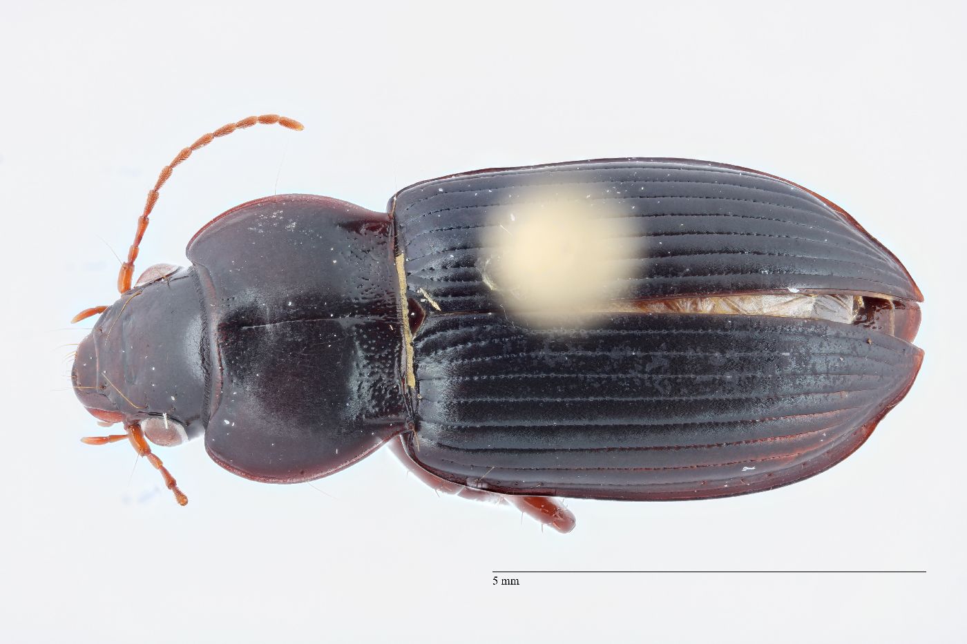 Amara carinata image