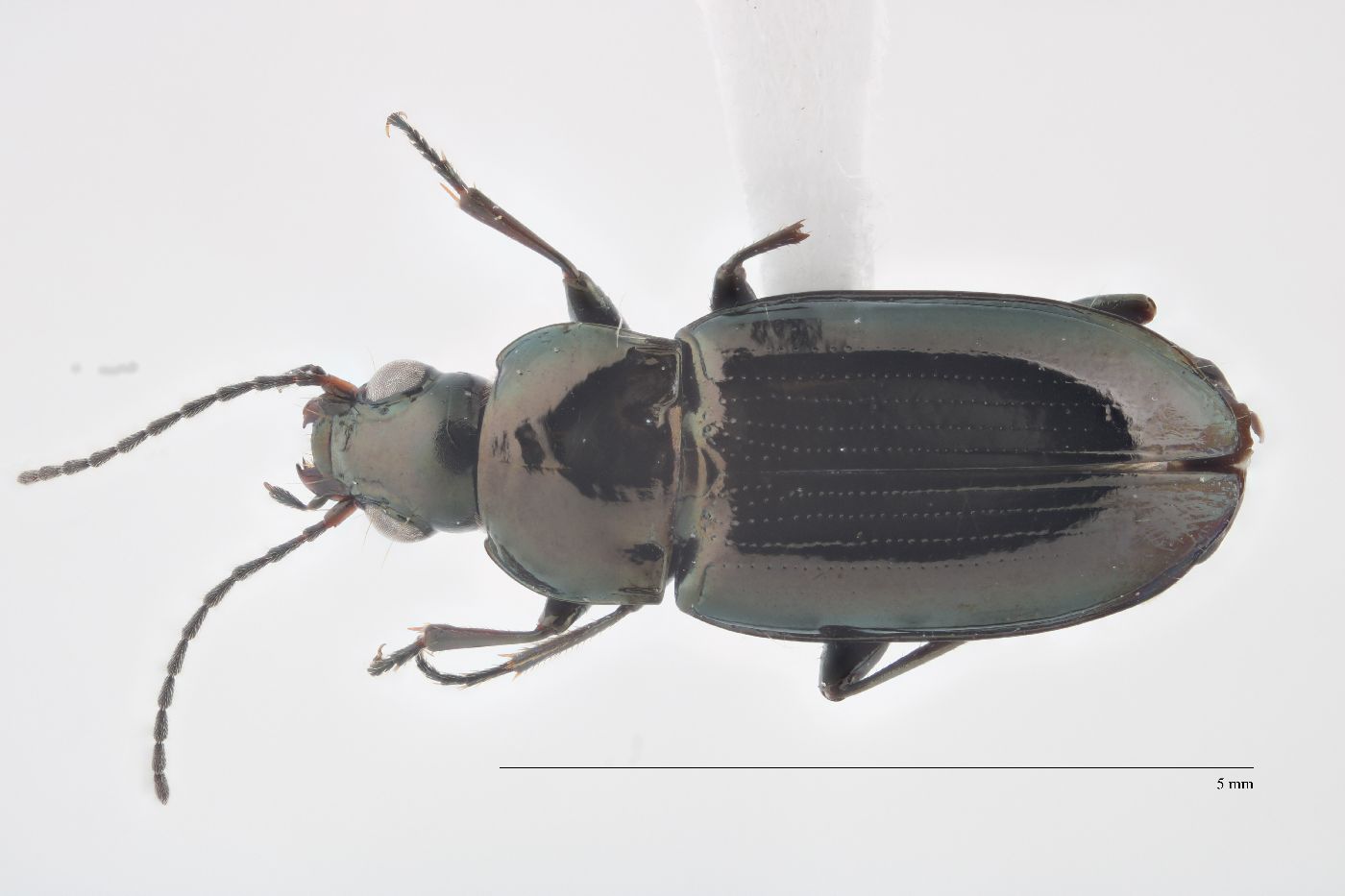 Bembidion nitidum image