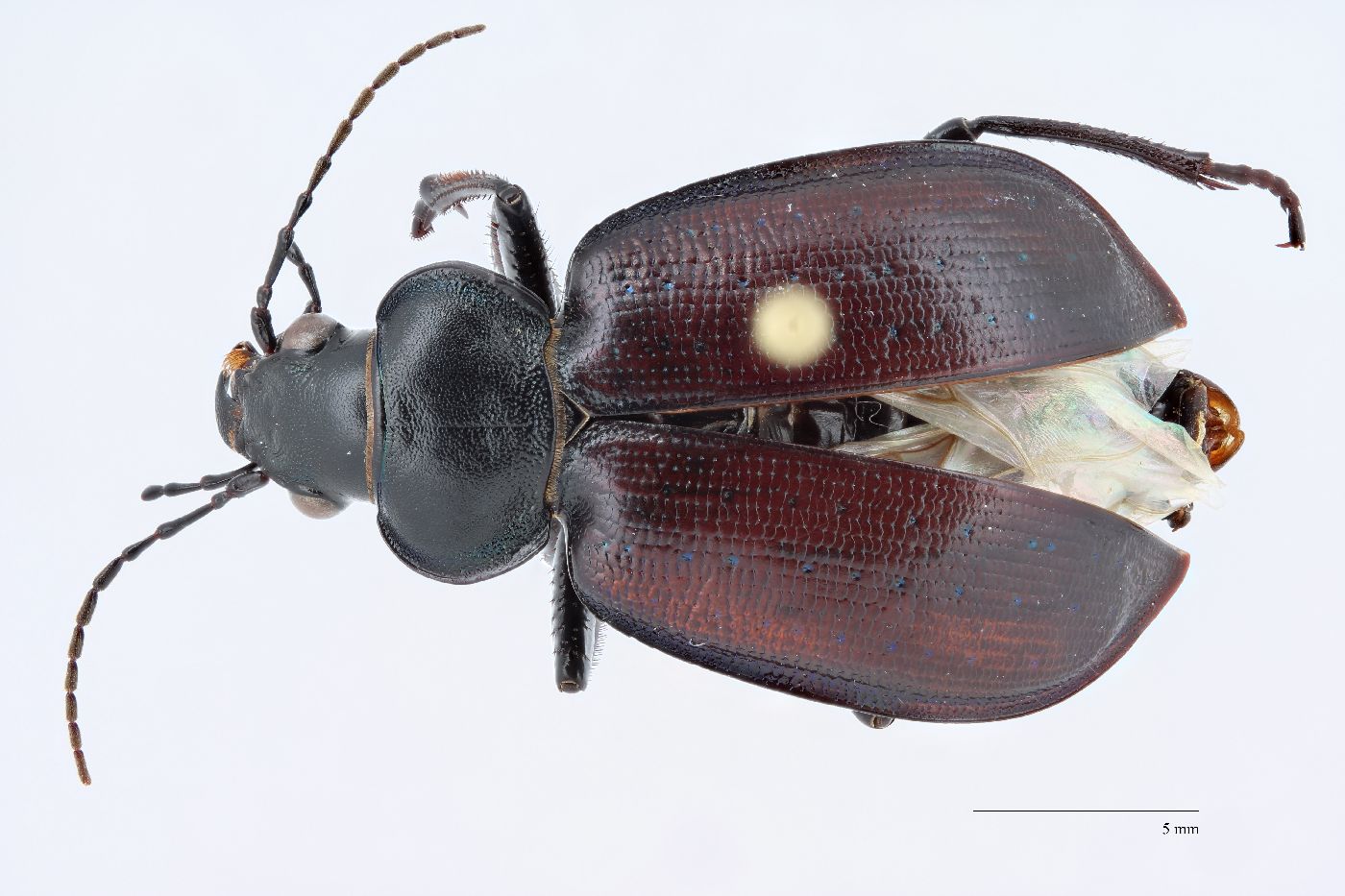 Calosoma affine image