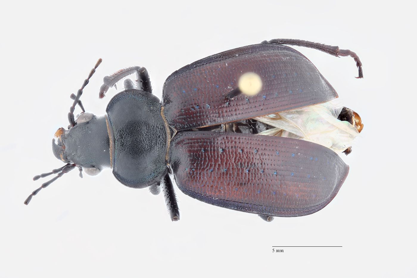 Calosoma (Chrysostigma) image