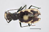 Image of Cicindela longilabris