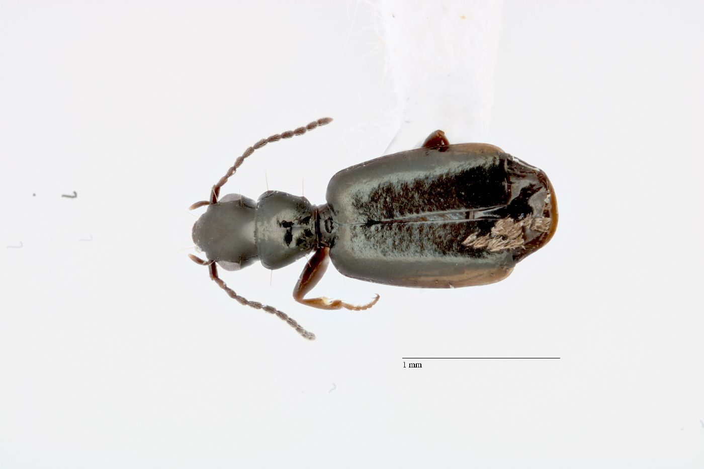 Microlestes image