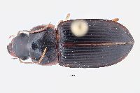 Image of Harpalus pensylvanicus/texanus