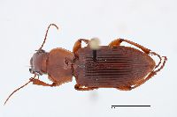 Image of Harpalus erraticus