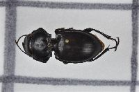 Pasimachus californicus image