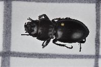 Pasimachus californicus image