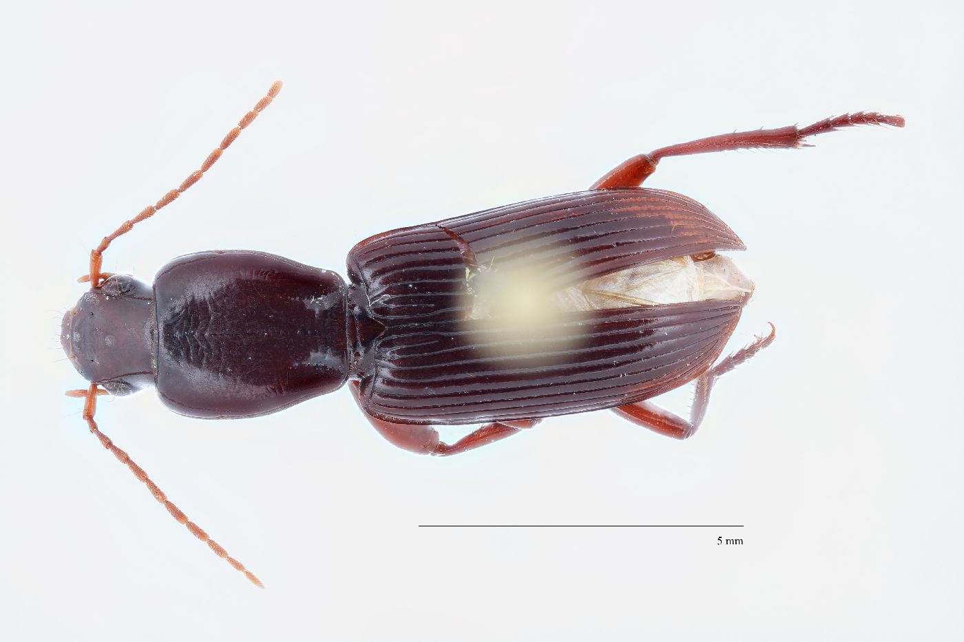 Stenomorphus californicus image