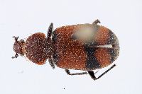 Image of Micrixys distincta