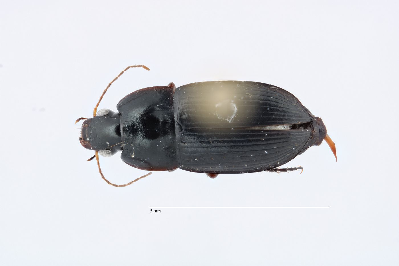 Selenophorus (Celiamorphus) image