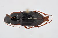 Harpalus (Pseudoophonus) image