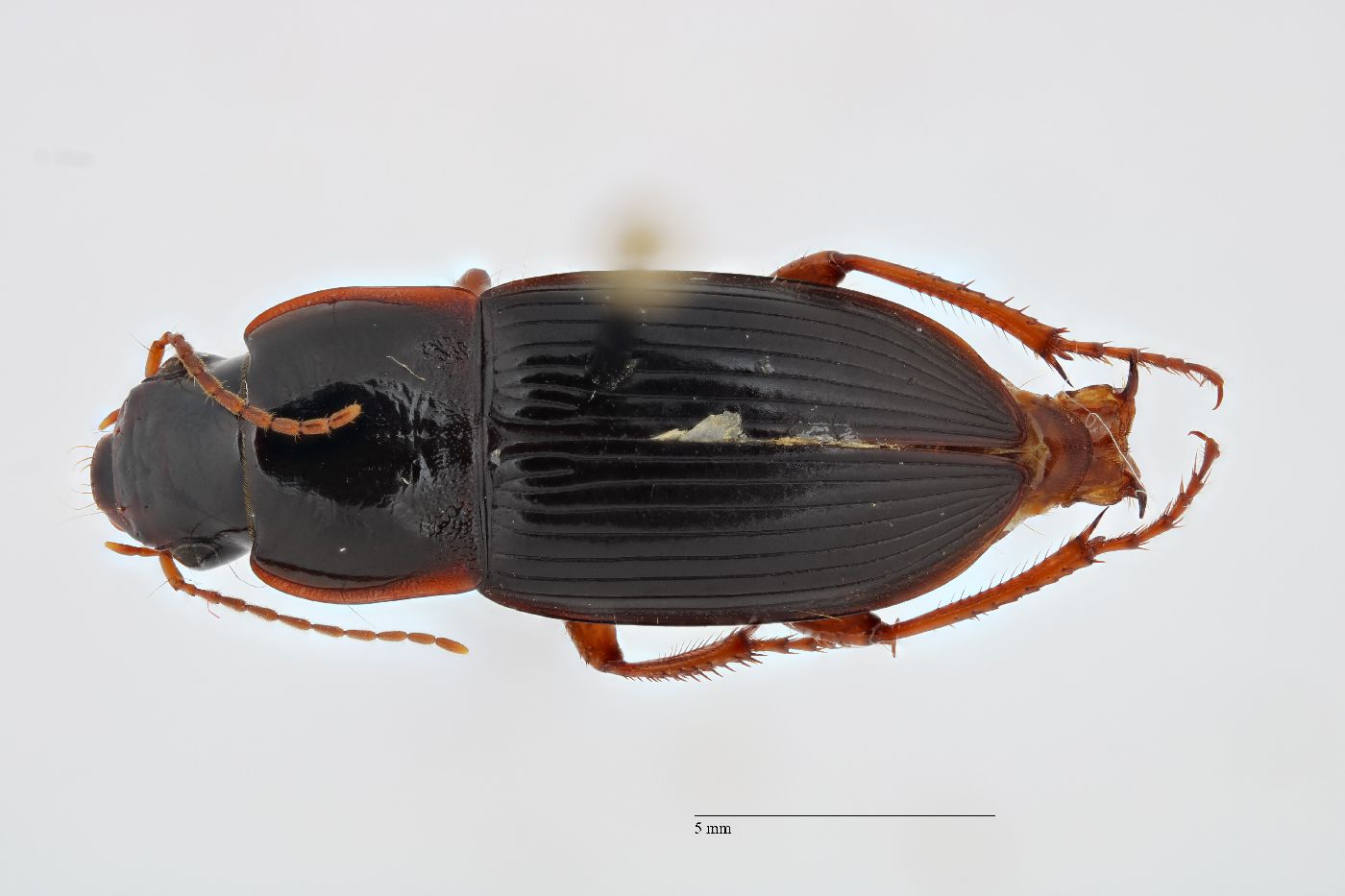 Harpalus (Pseudoophonus) image