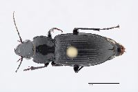 Pterostichus melanarius image