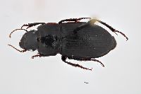 Image of Harpalus laticeps