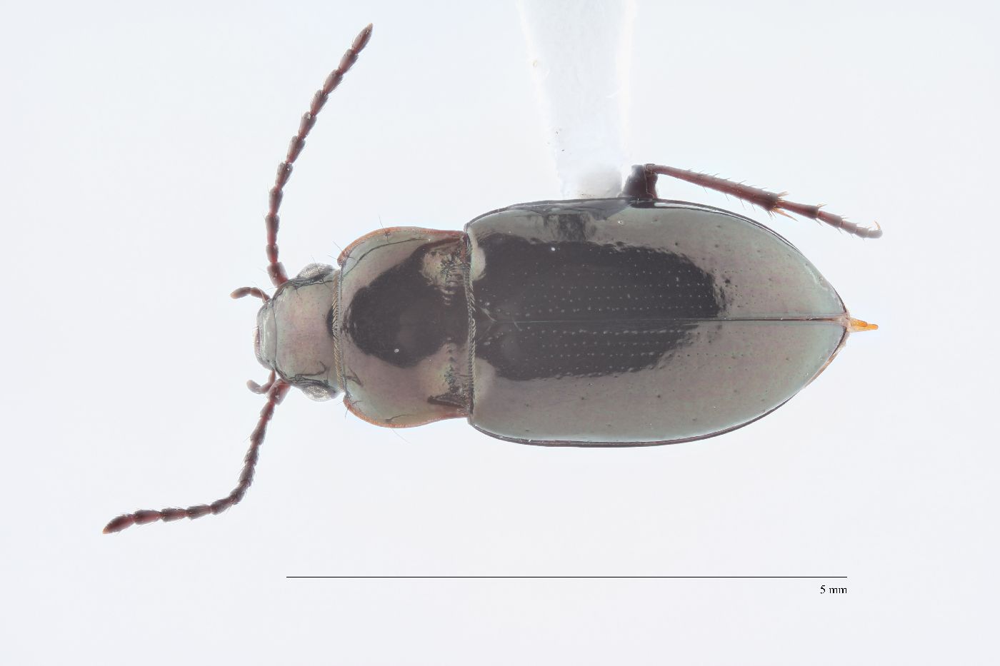 Trachypachidae image