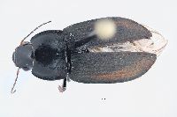 Anisodactylus consobrinus image
