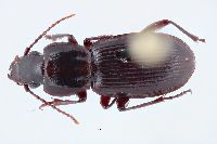 Pterostichus (Hypherpes) image