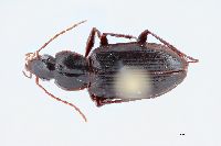 Image of Calathus canariensis