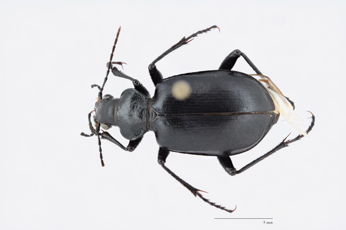 Calosoma sponsa image