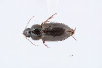 Selenophorus planipennis image