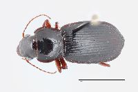 Image of Harpalus retractus