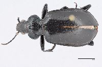 Image of Calosoma peregrinator