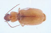 Image of Tetragonoderus pallidus