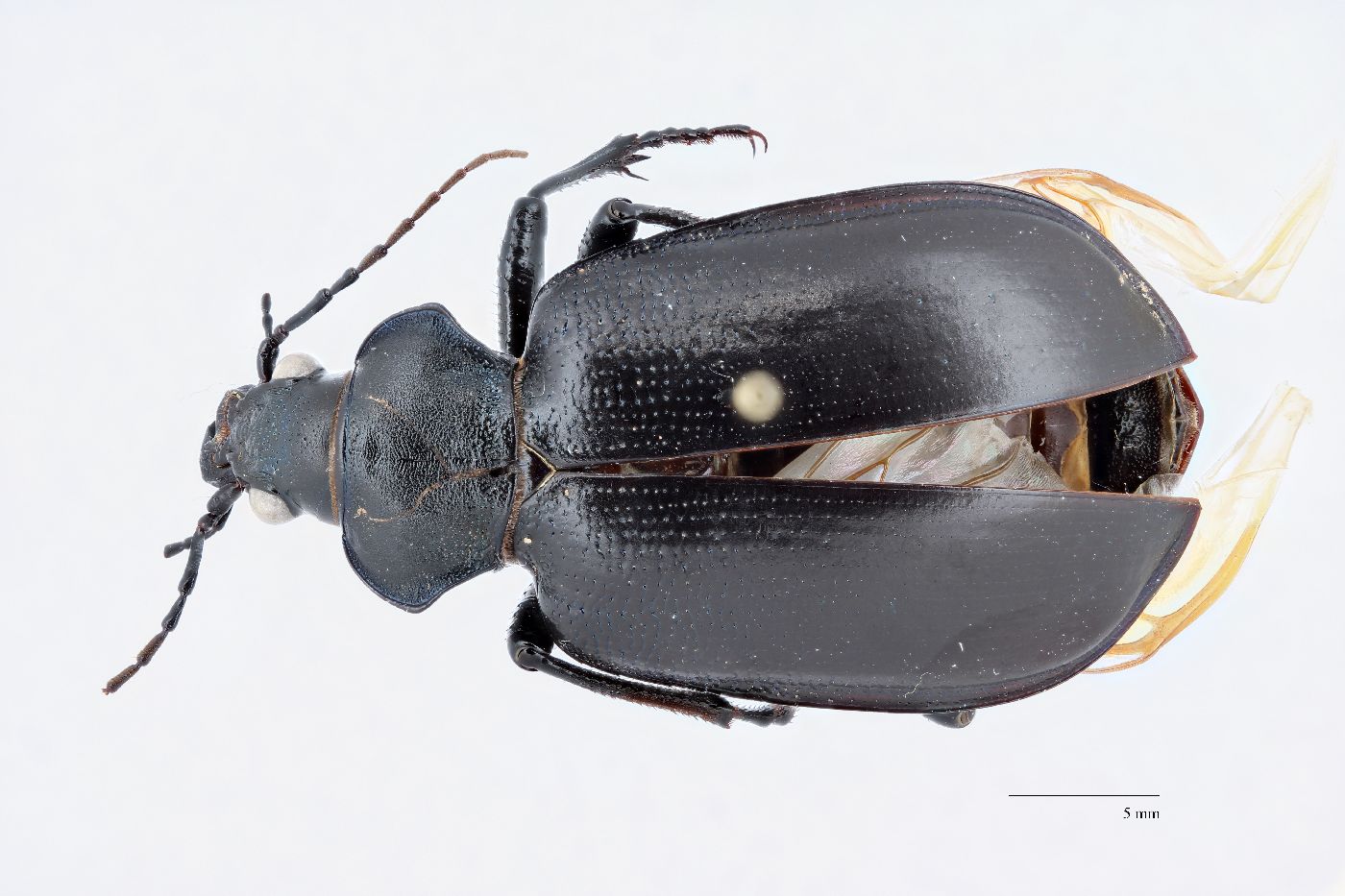 Calosoma (Camegonia) image