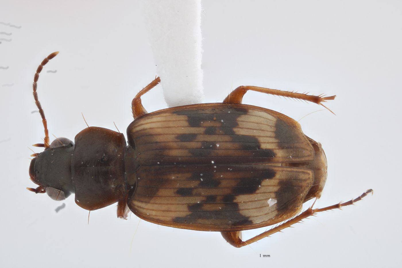 Tetragonoderus image