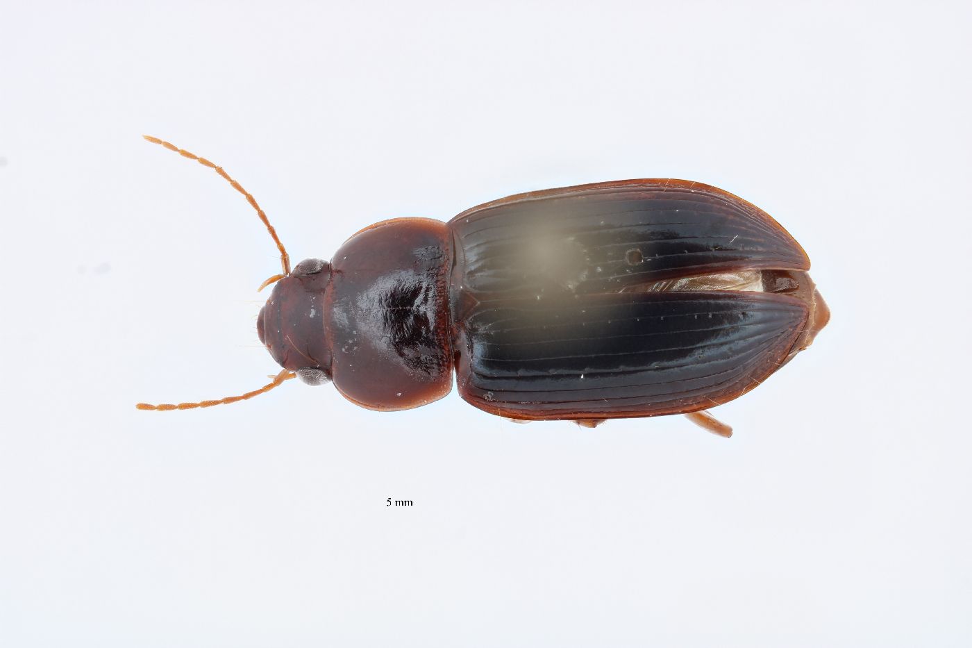 Selenophorus image