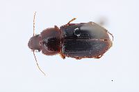 Image of Selenophorus concinnus