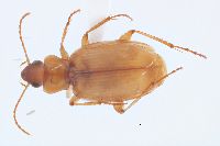 Tetragonoderus pallidus image