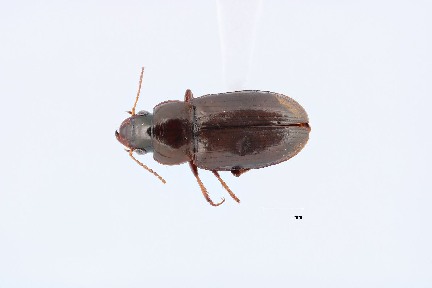 Selenophorus pedicularius image