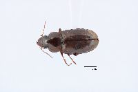 Image of Selenophorus pedicularius