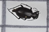 Calosoma peregrinator image