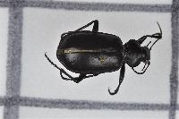 Calosoma (Carabosoma) image