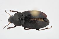 Image of Harpalus fuscipalpis