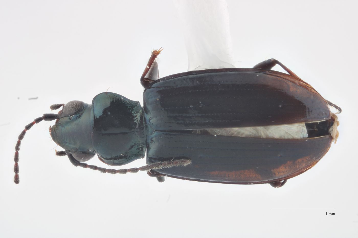 Bembidion nebraskense image