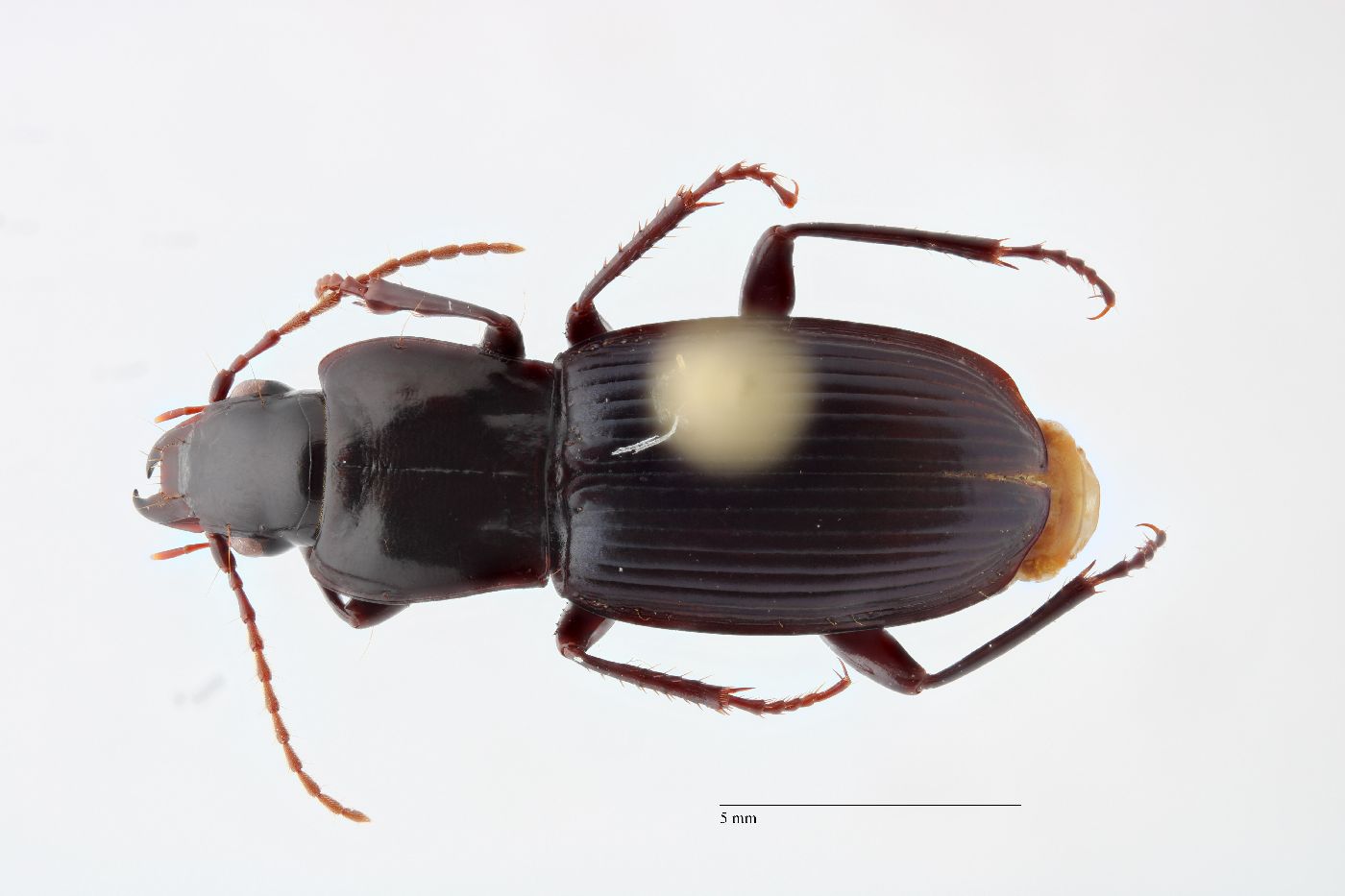 Pterostichus amethystinus image