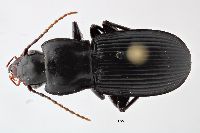 Pterostichus herculaneus image