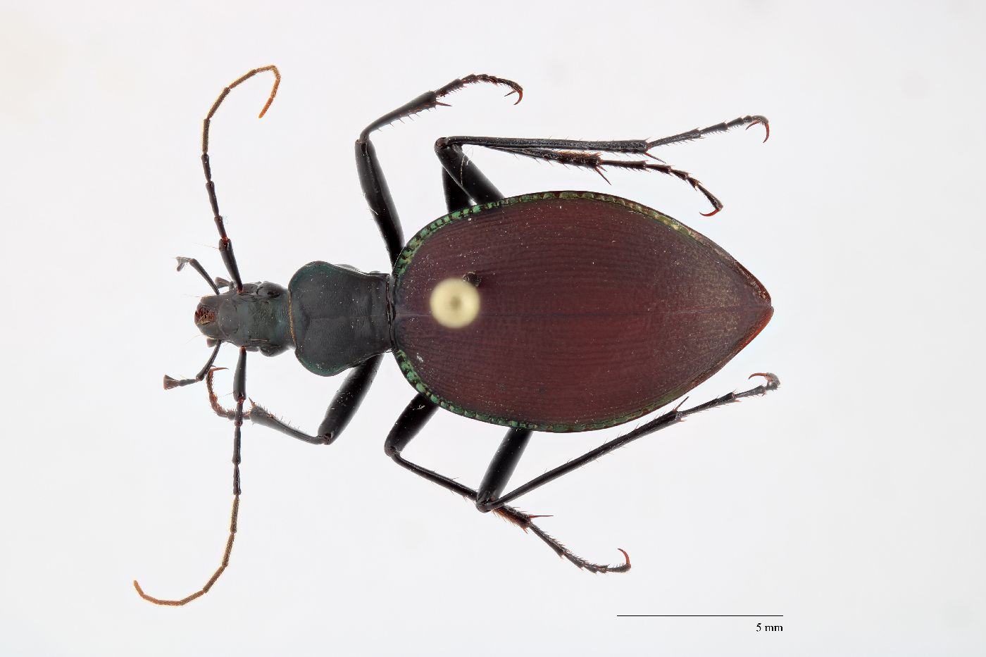 Scaphinotus (Stenocantharus) image