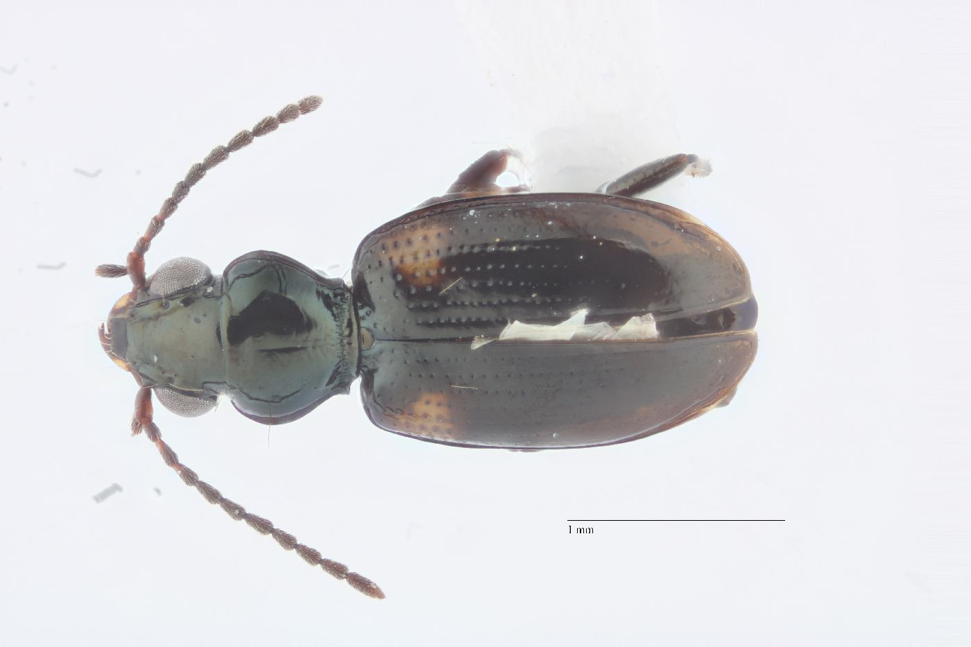 Bembidion image