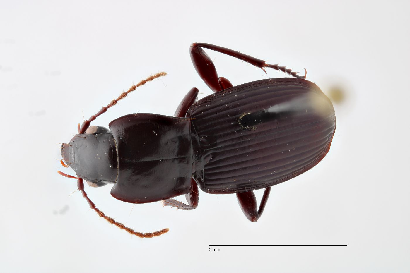 Pterostichus amethystinus image