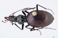 Scaphinotus angulatus image
