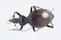 Scaphinotus marginatus image