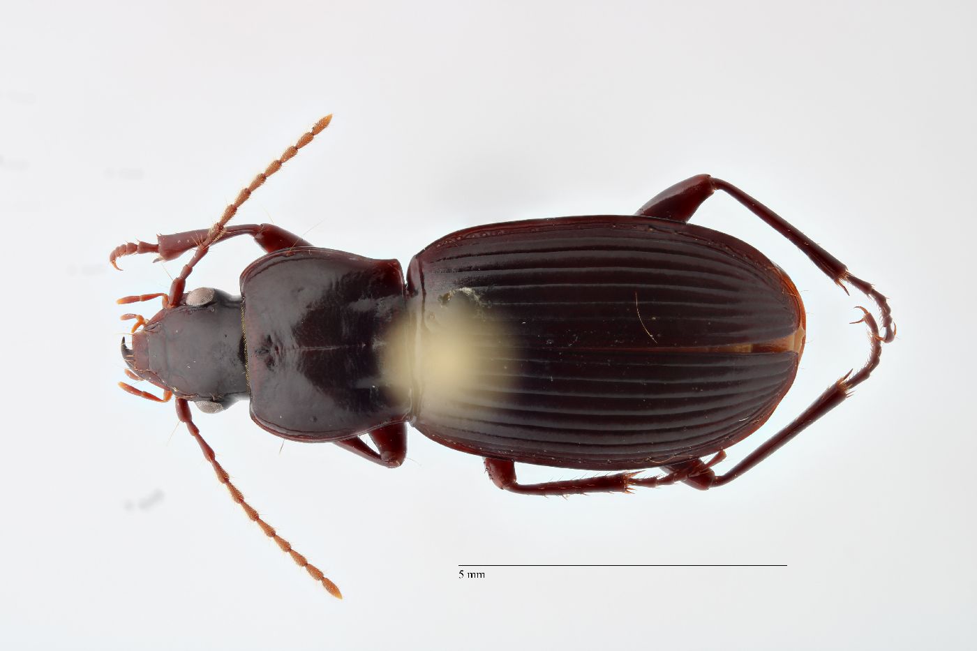 Pterostichus castaneus image