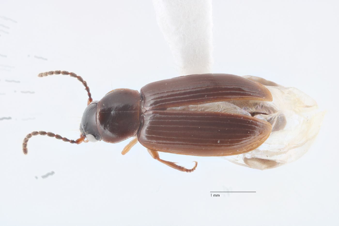 Bradycellus harpalinus image