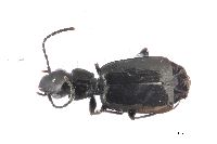 Image of Microlestes nigrinus