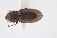 Image of Notiophilus sylvaticus