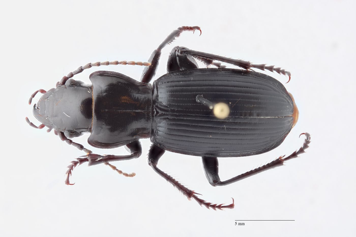 Pterostichus lama image